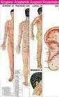 Acupuncture Points 3 Body 1 Ear Charts Set of 4 Free 5 Sujok Rings - StellerGear