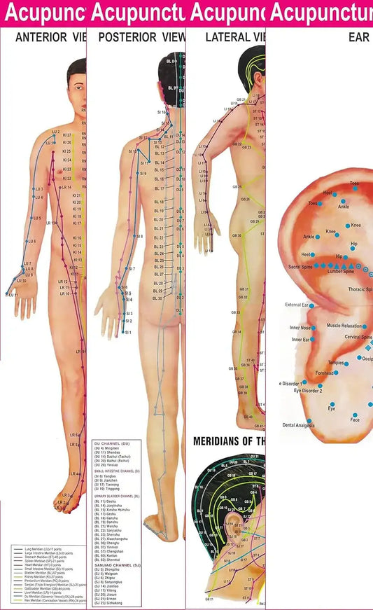 Set of acupuncture points charts showing meridians on human body; educational tool for acupressure.