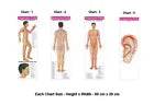 Acupuncture Points (3 Body + 1 Ear) Charts (Set of 4) + Free 5 Sujok Rings - StellerGear